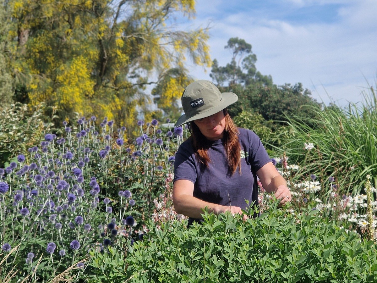 Weekly catch up with garden & propagation