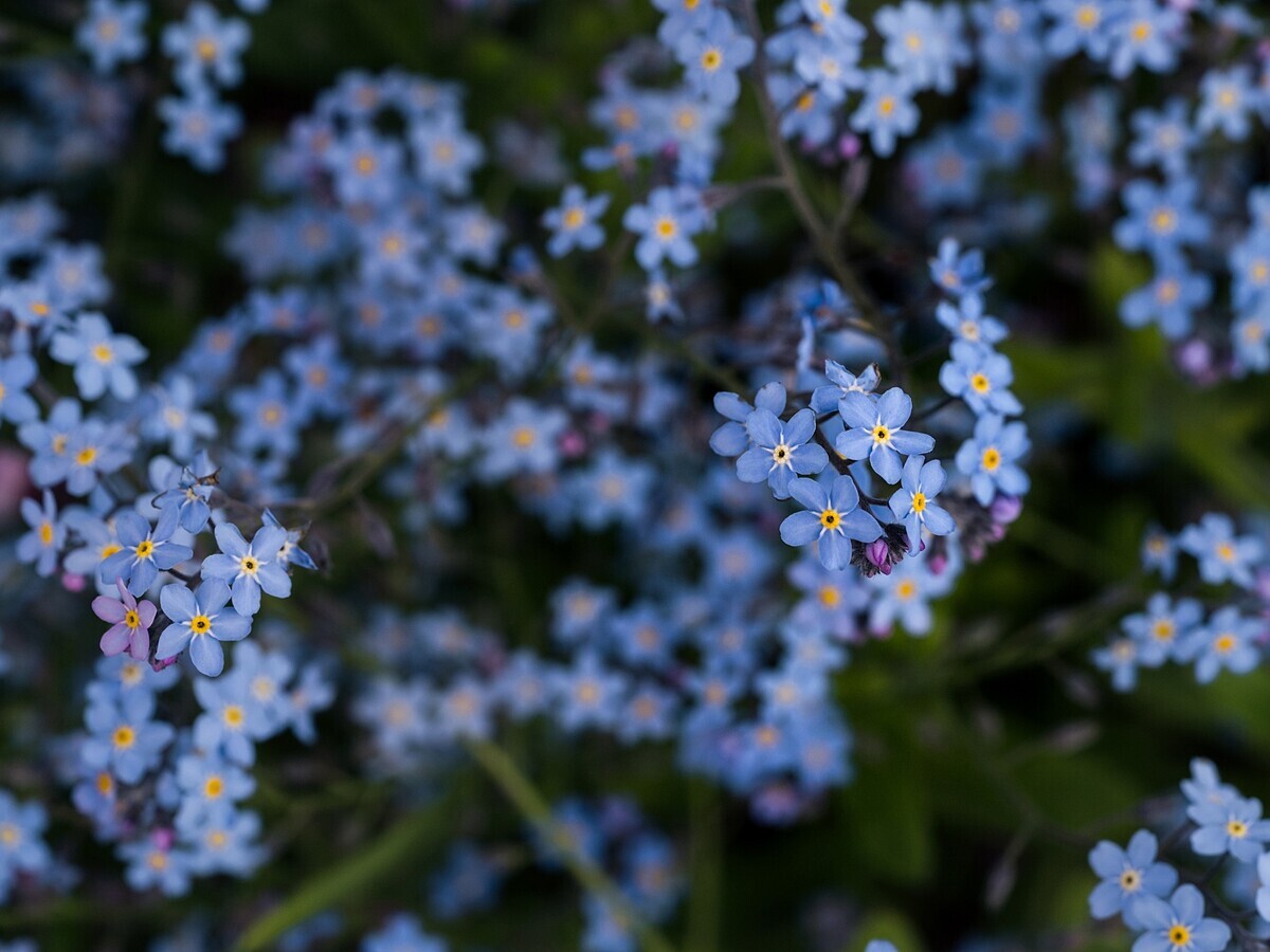 Garden Tales – Stories of Spring