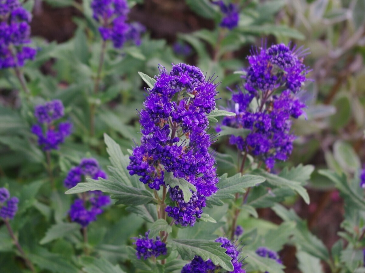 Plant profile - caryopteris