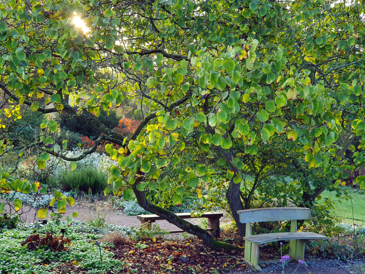 Top 10 plants for autumn Interest