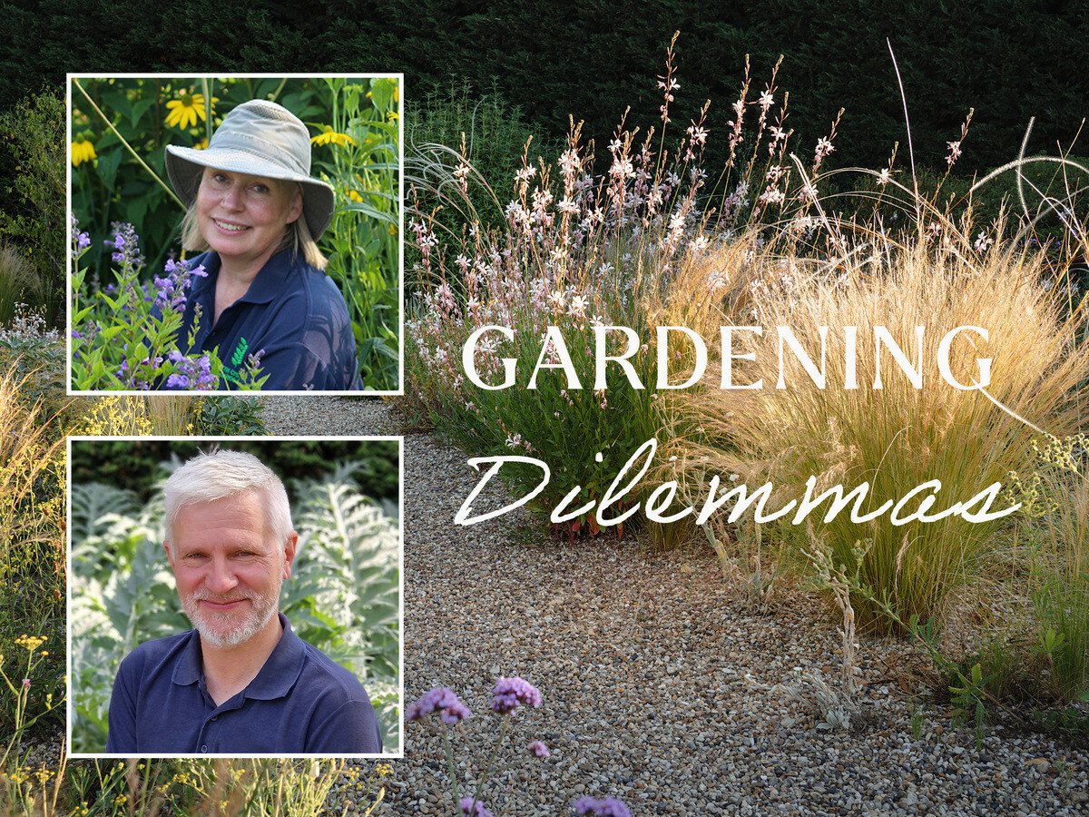 Garden Dilemma - Part 7