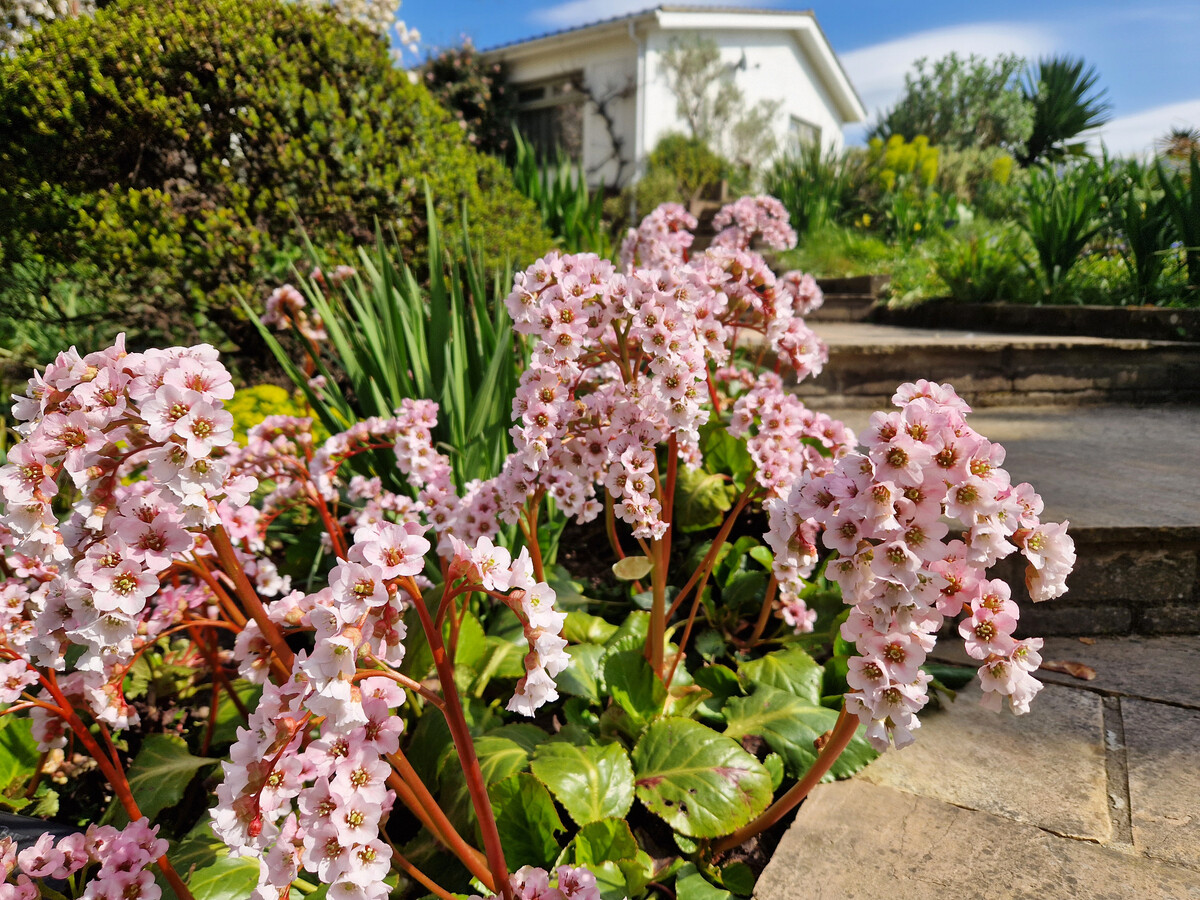 Indispensable Elephant’s ears, bergenia 