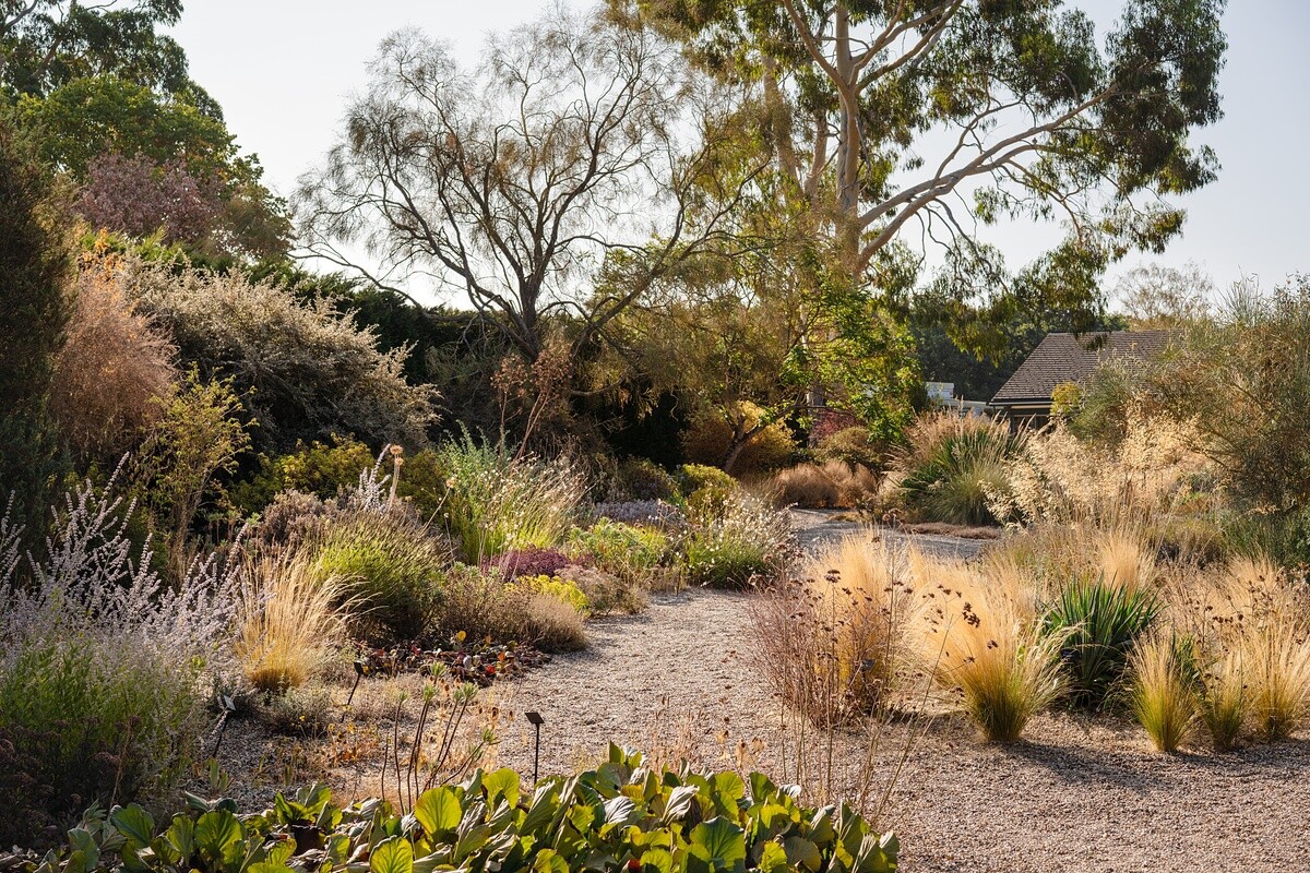 Plants that have stood up to the summer - Gravel Garden