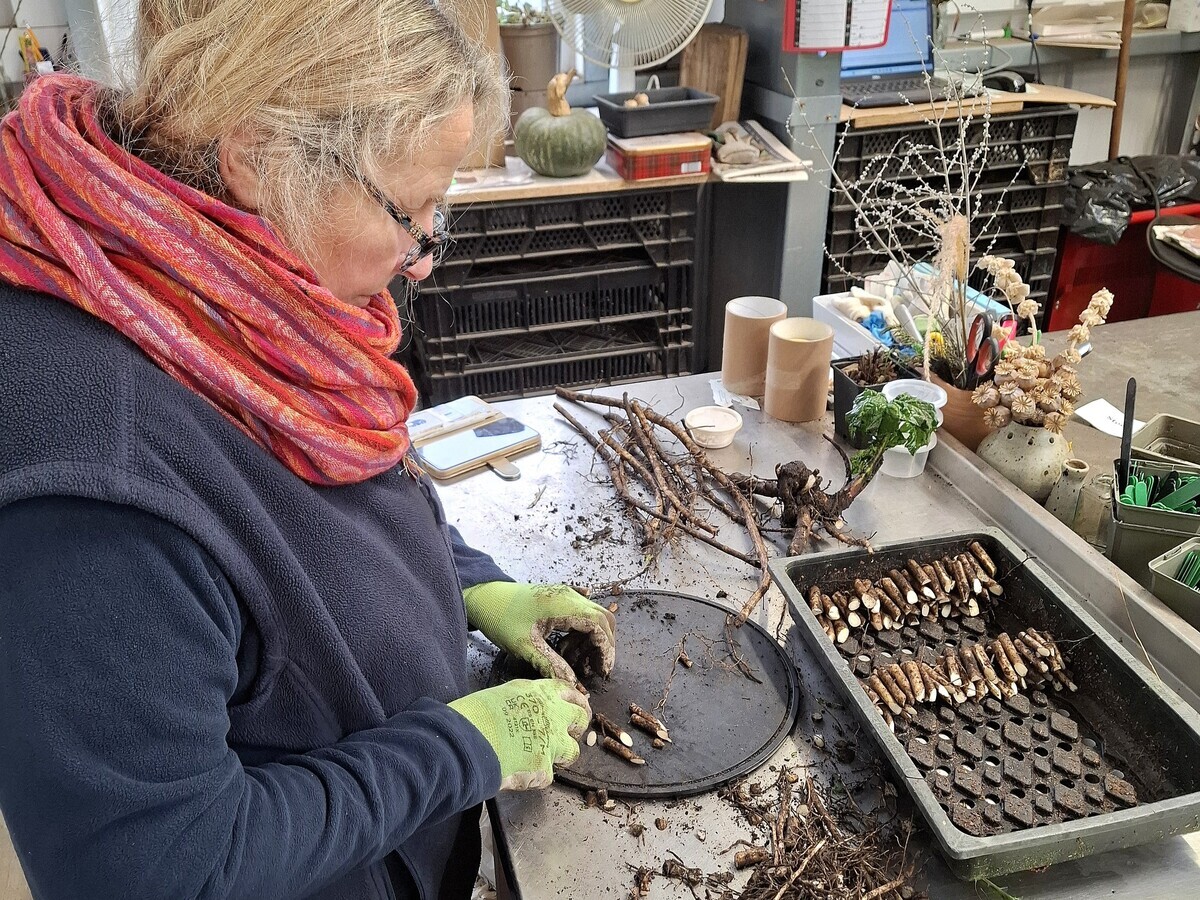 January news from the garden and propagation
