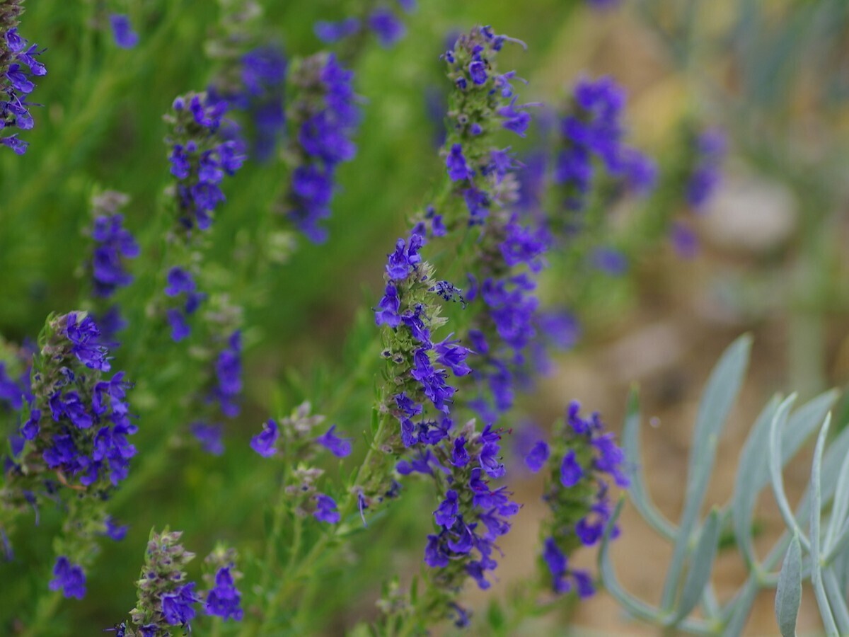 How to grow herbs and what to do with them