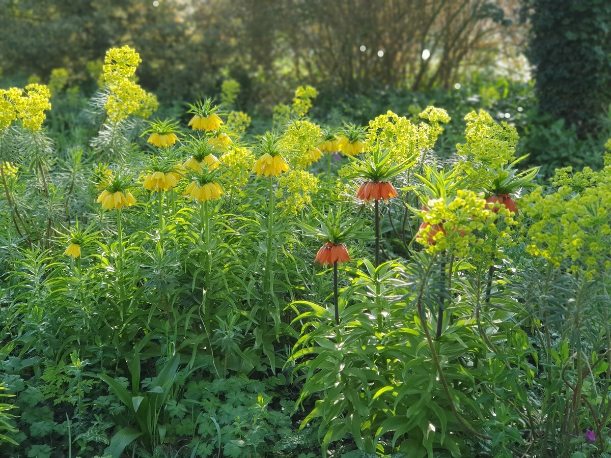 Luminous euphorbias and the fabulous Great Dixter Spring Plant Fair