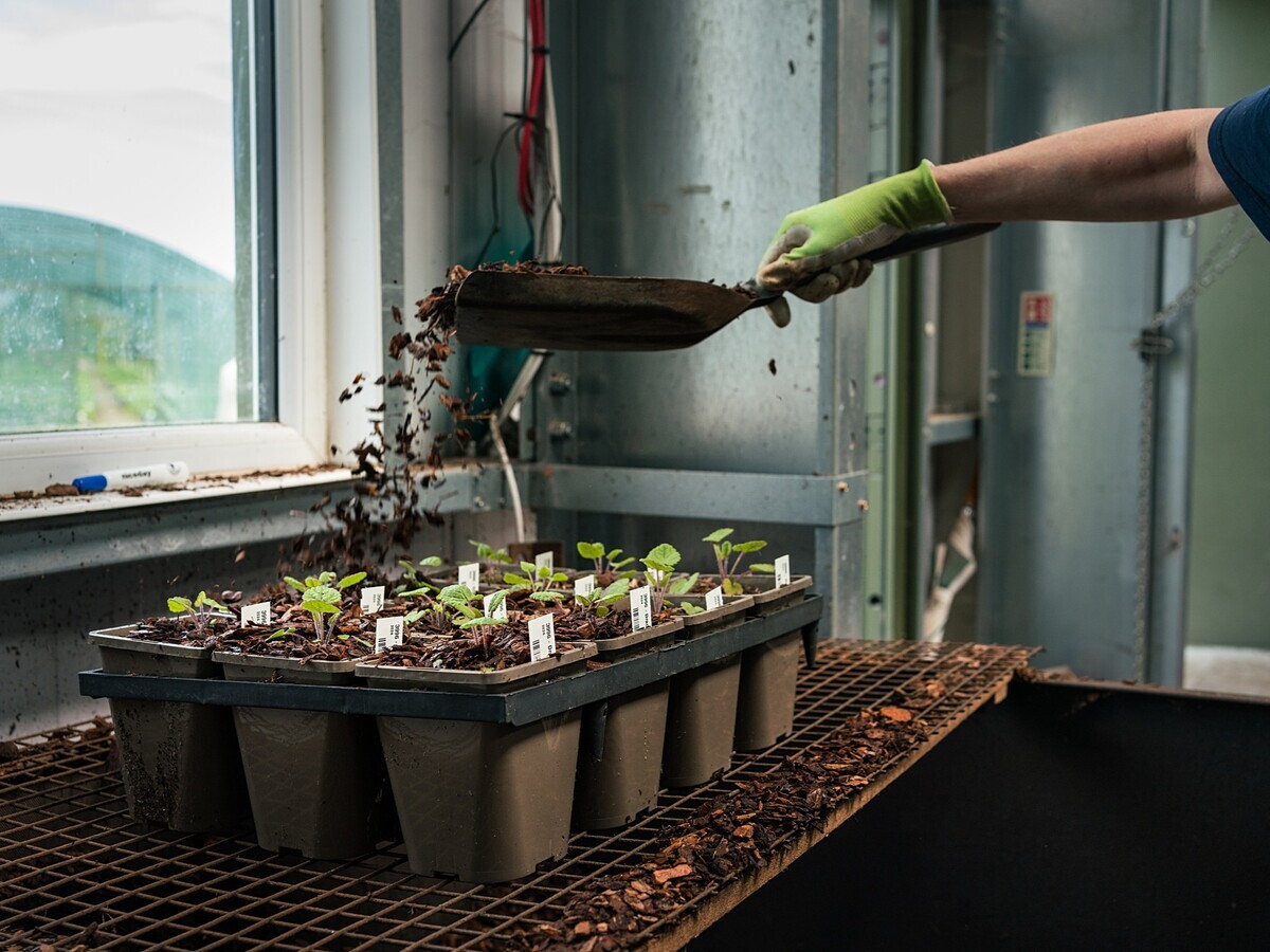 Weekly catch up with garden & propagation