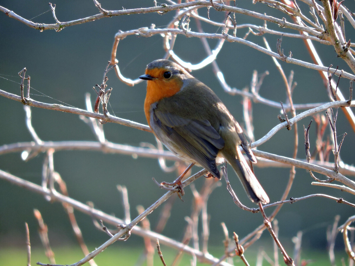 Wild Words from the Ground – February & March