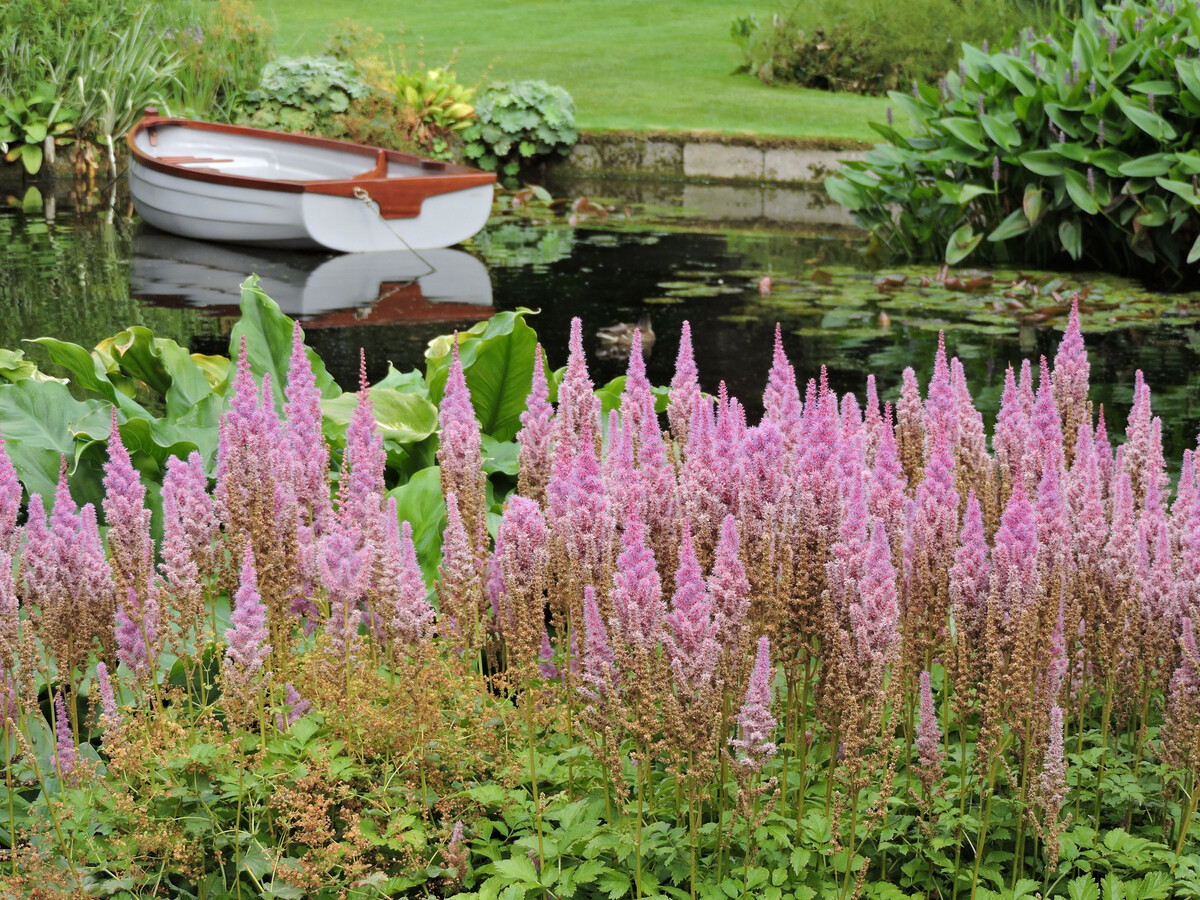 Plant profile - astilbe