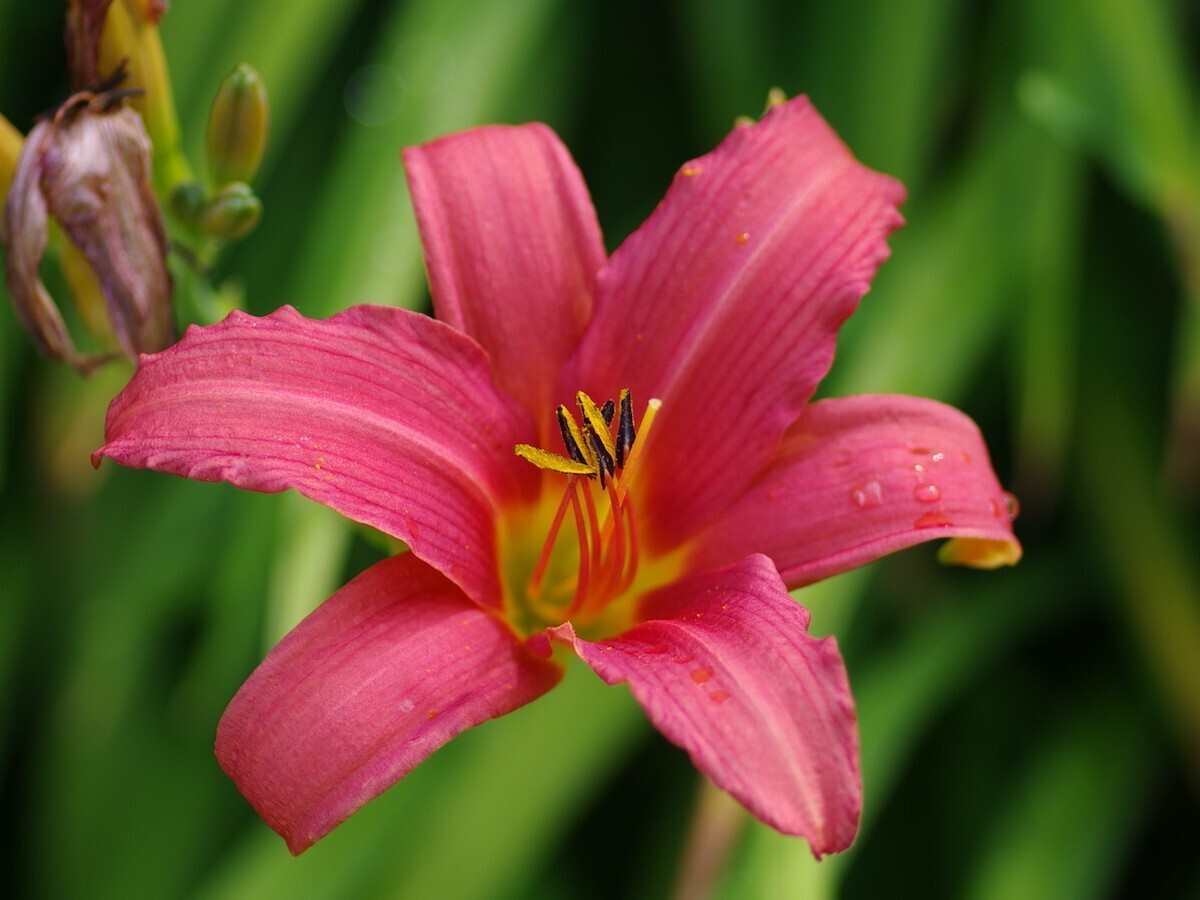 Hemerocallis (day lily)