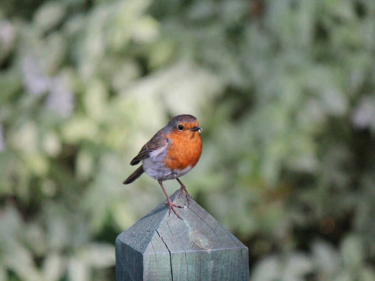 Feeding the birds at the Beth Chatto Gardens