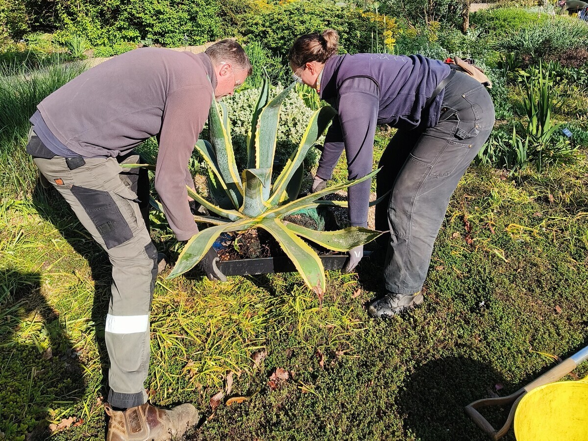 Weekly catch up with garden & propagation