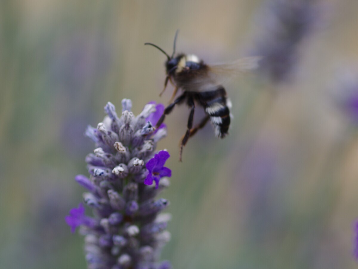 Chattowood and its insects: the first four years