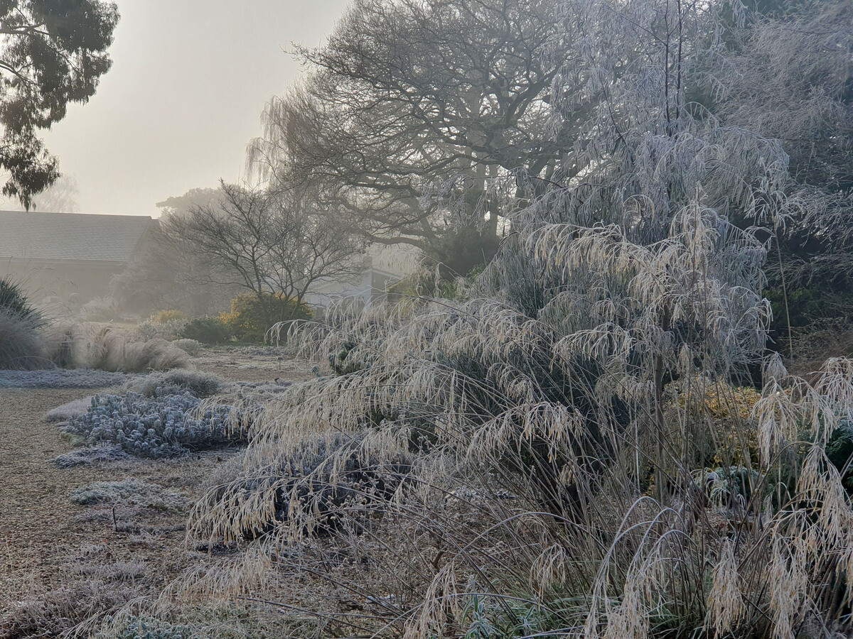 Jack Frost – horticulture’s friend and foe